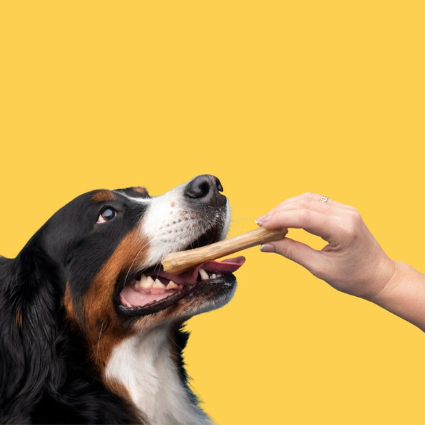 <h2>Treats</h2>