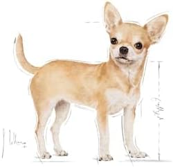 Royal canin breed Chihuahua dog dry food 1.5 kg