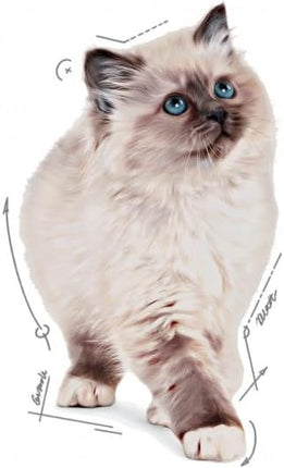 Royal Canin Kitten Instinctive in Jelly Pack, 12 Pack