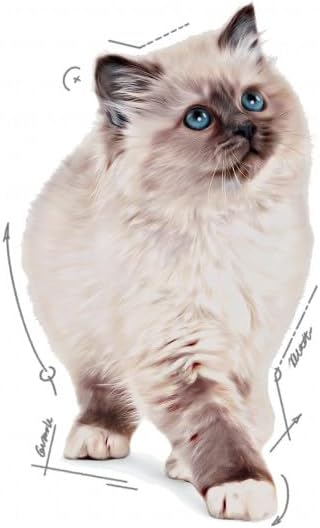 Royal Canin Kitten Instinctive in Jelly Pack, 12 Pack