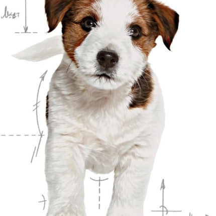 Royal Canin Mini Puppy Junior Dry Dog Food 4 Kg