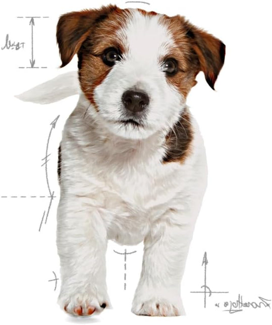 Royal Canin Mini Puppy Junior Dry Dog Food 4 Kg
