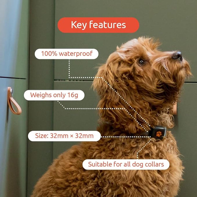 PitPat Dog Activity and Fitness Monitor (No GPS) - No Recharging or Subscription Required - Suitable for All Dogs and Fits All Collars - Smart Activity Tracker - 100% Waterproof Dog Fitness Tracker