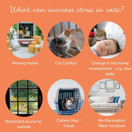 FELIWAY Cystease Advanced Urinary Tract Support for Cats (Pot Size: 30 Tablets)