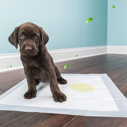 BPS Training Pads for Dogs and Cats, Hygiene Pad (Pack of 15, 60 x 60 cm) BPS-2212