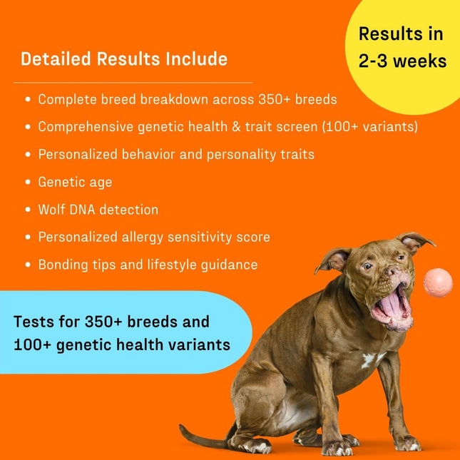 DNA My Dog Premium Dog DNA Test – Identify 350+ Breeds | Genetic Health & Trait Screening | Wolf DNA & Genetic Age | Easy At-Home Cheek Swab