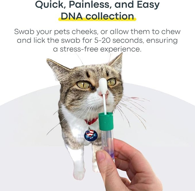 Basepaws Cat DNA Test Kit, Breed, Health & Dental Insights, 114 DNA Traits