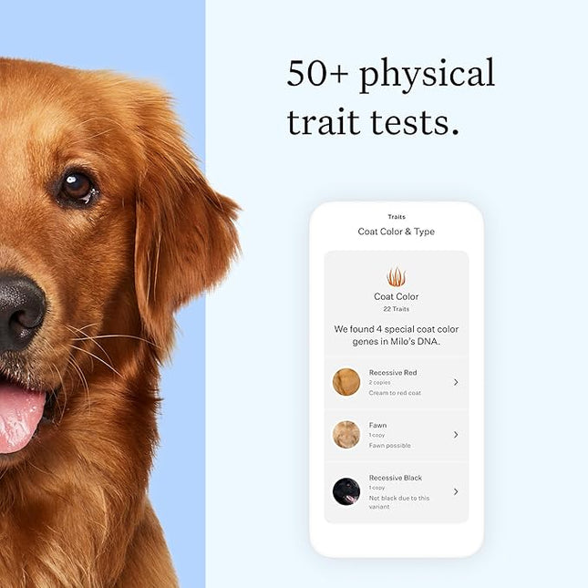 Wisdom Panel Essential Dog DNA Testing Kit - Most Accurate Test for 430+ Dog Breeds, 30 Genetic Health Conditions, 50+ Traits, Relatives, Ancestry, 1 Pack