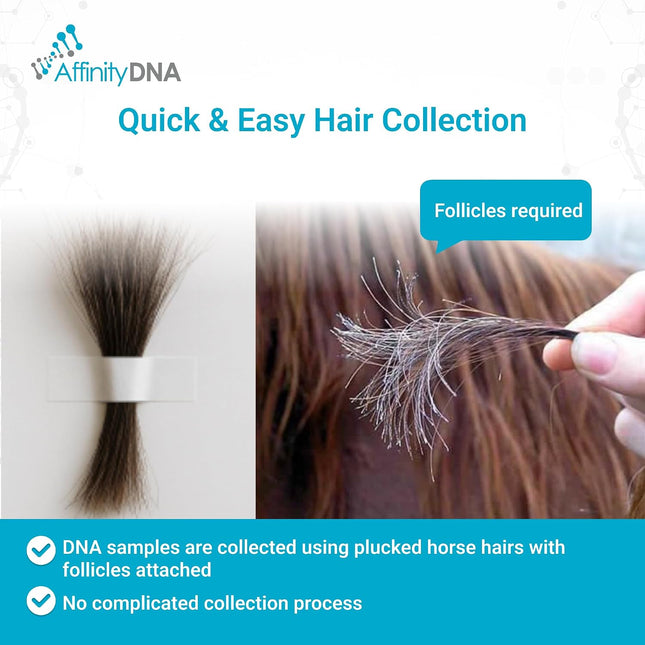 Horse Breed Test Kit USA | At Home Equine DNA Analysis Service | Covers Almost 90 Horse Breeds