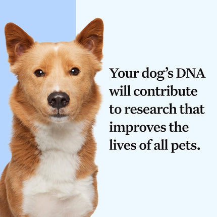 Wisdom Panel Essential Dog DNA Kit: Most Accurate Test for 365+ Breeds, 30 Genetic Health Conditions, 50+ Traits, Relatives, Ancestry