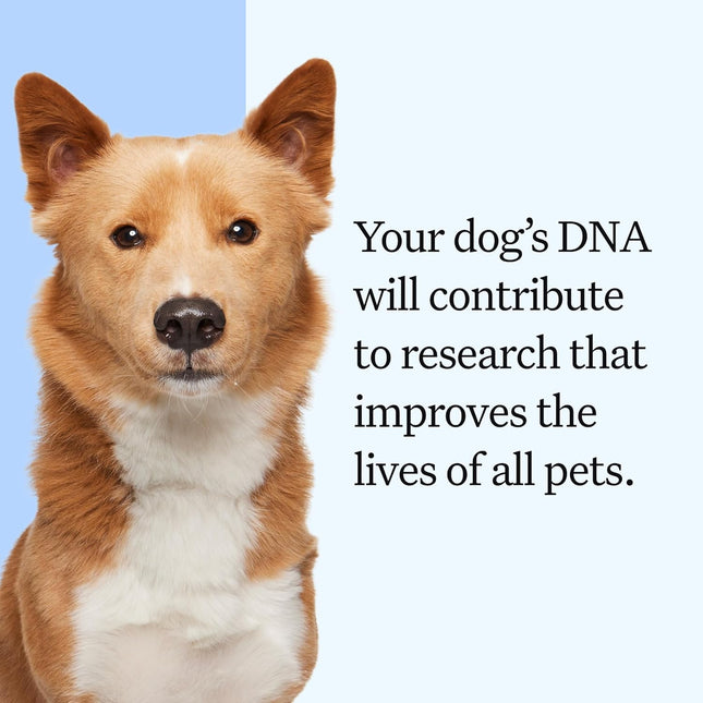 Wisdom Panel Essential Dog DNA Testing Kit - Most Accurate Test for 430+ Dog Breeds, 30 Genetic Health Conditions, 50+ Traits, Relatives, Ancestry, 1 Pack