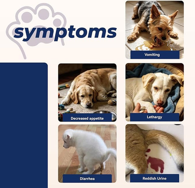 Cat & Dog Urine Test Strips 10-Parameter 100ct, Diabetes Testing, Blood Ketone Testing UTI Test Kit, Glucose, Nitrite, Specific Gravity, pH, Protein, Leukocycles & More.1 Pack