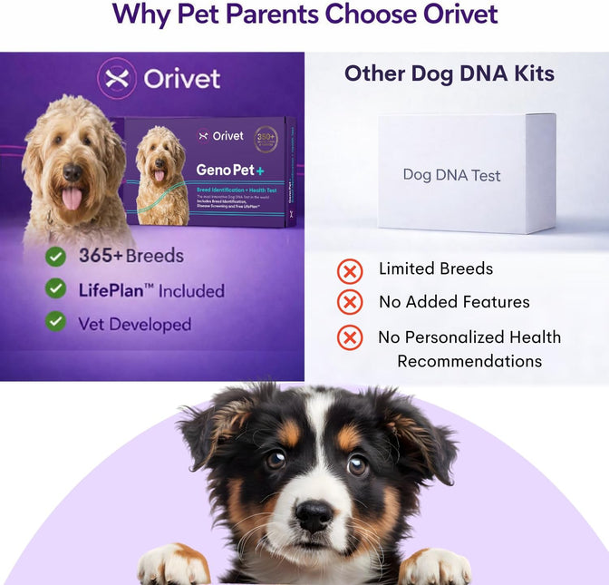 ORIVET GenoPet Plus Dog DNA Test Kit | 365+ Breed Identification & 330+ Genetic Health Conditions Included | Personalized Life Plan | At-Home Cheek Swab | Results in Approximately 3–5 Weeks