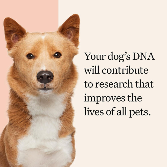 Wisdom Panel Premium Dog DNA Testing Kit - Most Comprehensive Test - 265+ Health Tests, 430+ Dog Breeds, 50+ Traits, Relatives, Ancestry, 1 Pack