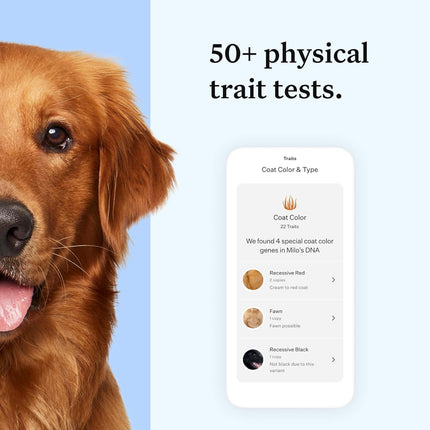 Wisdom Panel Essential Dog DNA Kit: Most Accurate Test for 365+ Breeds, 30 Genetic Health Conditions, 50+ Traits, Relatives, Ancestry