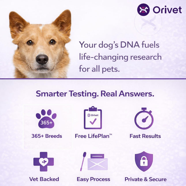 ORIVET GenoPet Plus Dog DNA Test Kit | 365+ Breed Identification & 330+ Genetic Health Conditions Included | Personalized Life Plan | At-Home Cheek Swab | Results in Approximately 3–5 Weeks