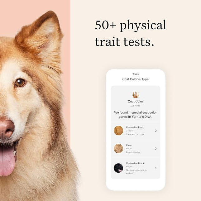 Wisdom Panel Premium Dog DNA Testing Kit - Most Comprehensive Test - 265+ Health Tests, 430+ Dog Breeds, 50+ Traits, Relatives, Ancestry, 1 Pack