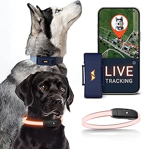 PAJ 4G Dog GPS Tracker & LED Collar Bundle, 3 Months Included - Real-Time Dog Tracking - Escape Alerts - Virtual Fence - Activity & Health Monitor - 7 Light Colors