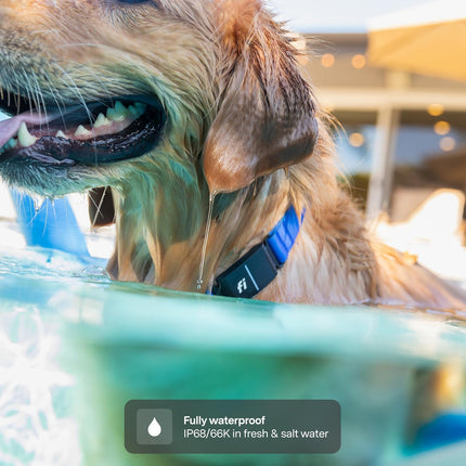 Fi New Series 3+ Smart Dog Tracker Collar [12 Month Membership Included] GPS Tracker for Dogs with Health & Behavior Monitoring, Escape Alerts, Waterproof, LED, Apple Watch Compatible (Blue, Medium)