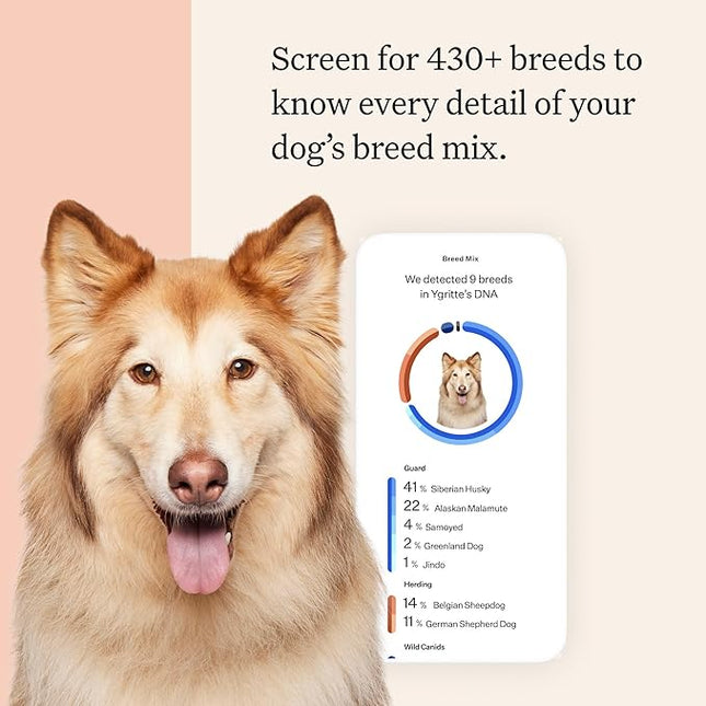 Wisdom Panel Premium Dog DNA Testing Kit - Most Comprehensive Test - 265+ Health Tests, 430+ Dog Breeds, 50+ Traits, Relatives, Ancestry, 1 Pack