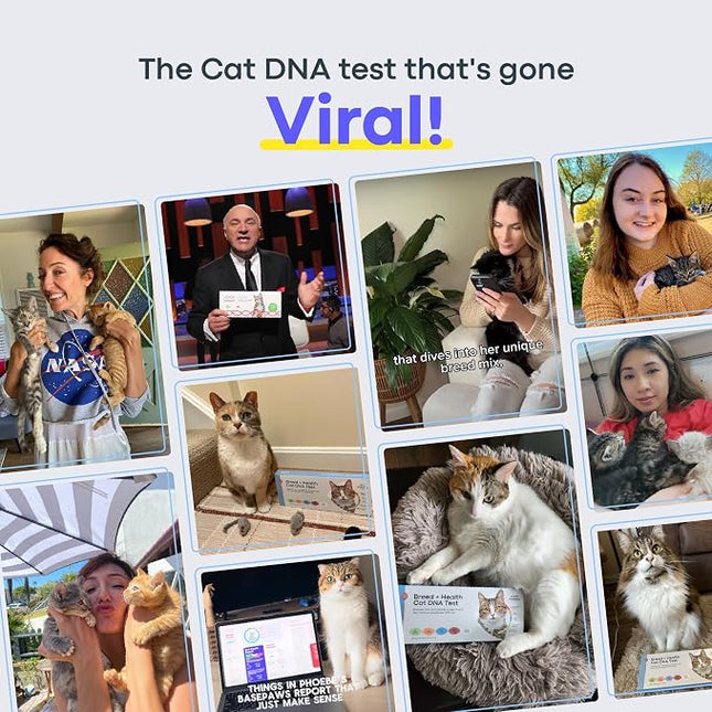 Basepaws Cat DNA Test Kit, Breed, Health & Dental Insights, 114 DNA Traits