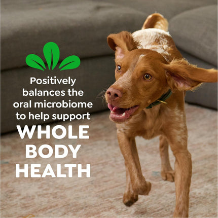 Greenies Canine Dental Dog Treats