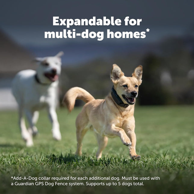PetSafe Guardian GPS Dog Fence, 3/4 Acre+ | No Subscription, Tone, Vibration, or Static, up to 5-Day Battery, Installs in 1 Hour, Dogs 25 lbs + with, Neck 13-28 in