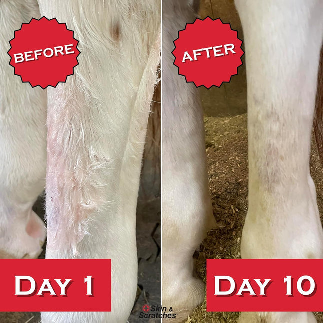 Show Out Skin & Scratches 4 oz Concentrate - Fast Relief and Prevention for Horse Care