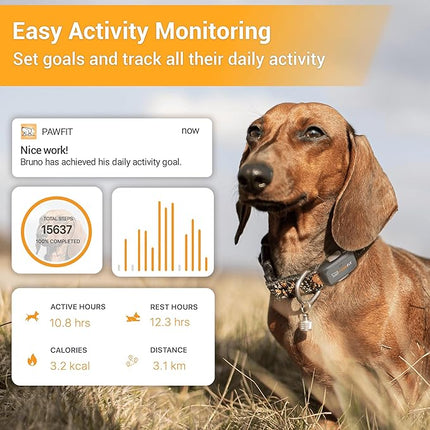 Pawfit Lite for Small Dogs 4g GPS Tracker | Real Time Tracking | Activity Monitoring |Location History