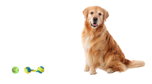<h2>Dog Toys</h2>