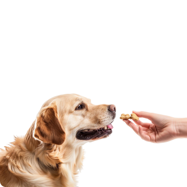 <h3>Dog Treats</h3>