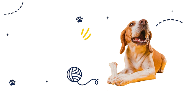 <h1>Everything your<br/><span style="text-decoration:underline">Pet </span>need with <span style="text-decoration:underline">Care</span></h1>